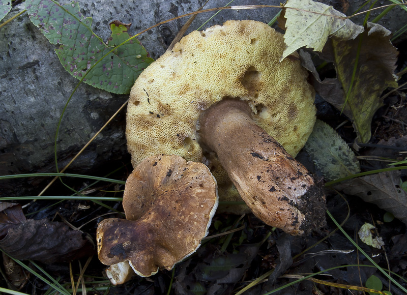 Gyroporus castaneus